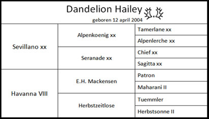 hailey